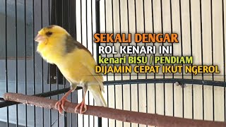 kenari gacor panjang Cuit Cuit EMOSI, Pancingan Kenari Paud Belajar Bunyi, terapi AMPUH Kenari MACET