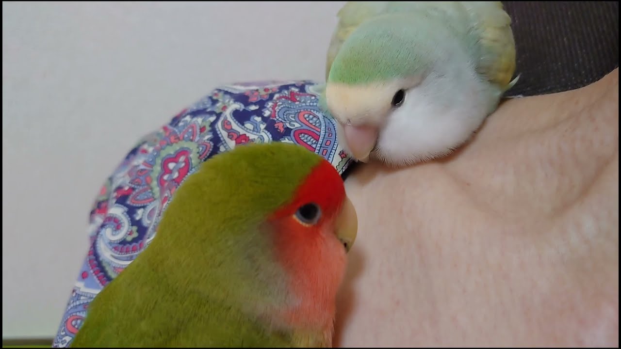 【Be relaxed】 Resting on my shoulder Pretty Lovebirds - YouTube