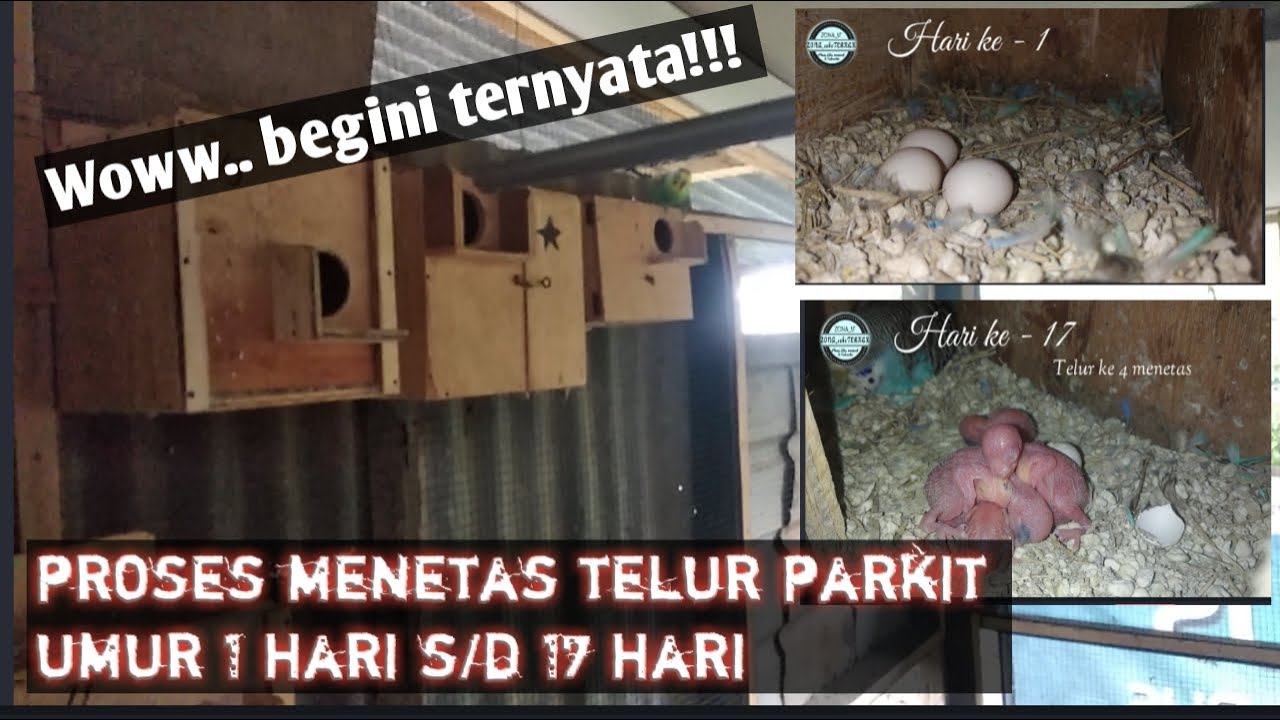 Proses menetas telur burung parkit