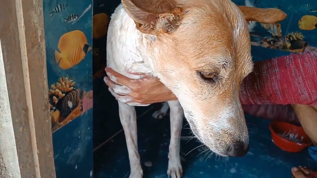My Dogs Bath Day? With Shawar// Body Feel like Tension free #animals