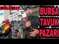 BELGESEL TADINDA BURSA BURSA TAVUK PAZARI  ÖRDEK KAZ HİNDİ BILDIRCIN TAVŞAN  NE ARARSAN VAR FİYATLI