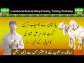 Best Goat breeder Ali Shah|How to start a livestock farm in Pakistan| بکریاں پالنے کے عملی طریقے