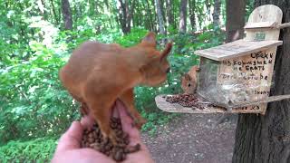 Прибежали голодные белки / Hungry squirrels came running