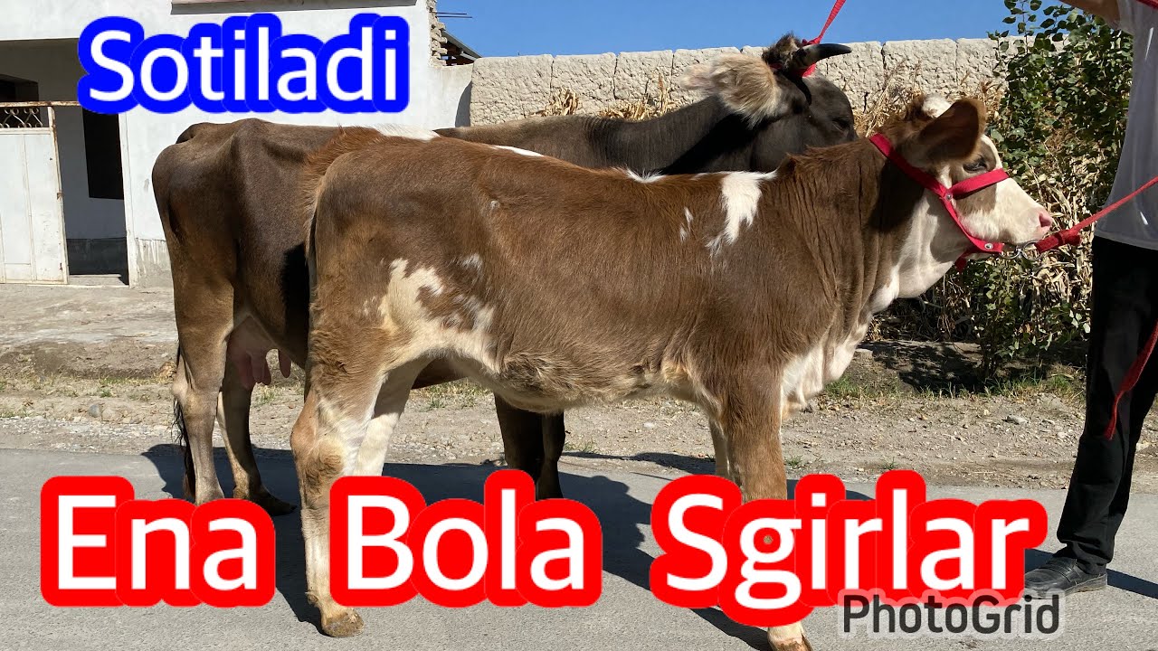 抗浸出性核抗原 ena抗体  知乎