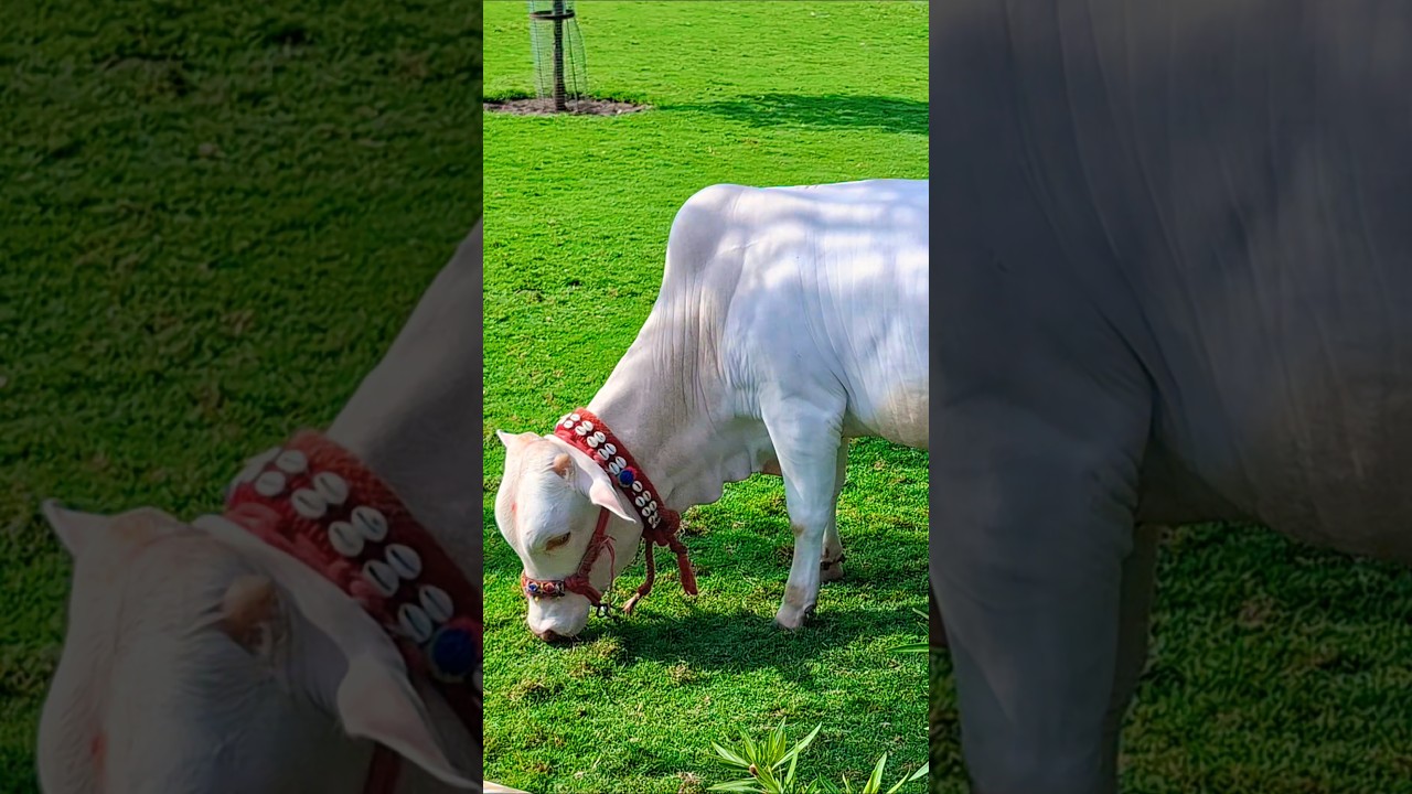 🐄 સારંગપુરની આ નાની ગાયે દિલ જીતી લીધું ❤️ | Hanumanji Darshan | #shorts