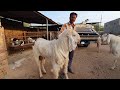 Big Sojat Andul Goats Pipad Jodhpur | Barkat Bhai Goat Farm.