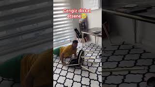 Cengiz Dikkat Etsene