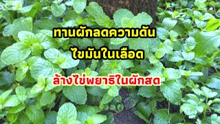 ล้างผักสด ล้างไข่พยาธิจากผักสด ทานผักลดไขมันในเลือด