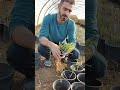هذه اقلام زيتون الان جاهز لتحويل جذورها مضبوط