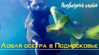 Ловля осетра в подмосковье Подводная охота