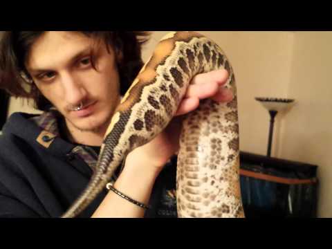 Pebbles the baby blood python
