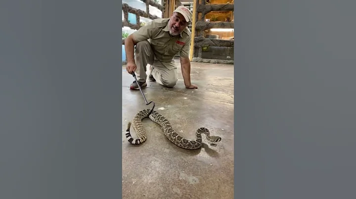 Venomous Snakes 101 😱 - DayDayNews