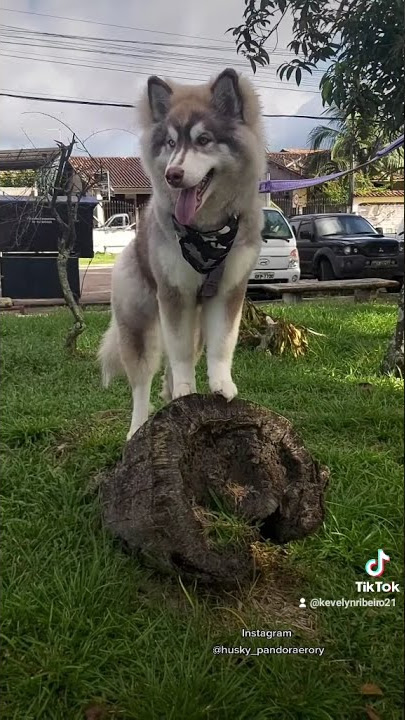 Eu era pequeninin tipo plutão, plutãozin. 🐺❤ #plutão