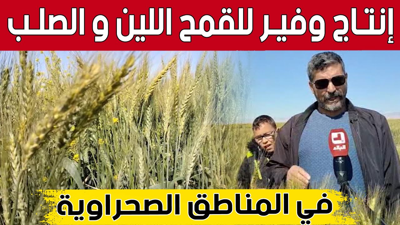 إنتاج وفير للقمح اللّين والصلب في المناطق الصحراوية بـ #خنشلة 👏