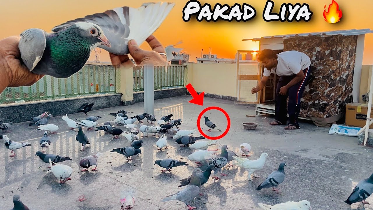 Aaj Bahar Ka Dubaj Kabootar Pakda 🥰 | आज दुबाज कबूतर 🕊️पकड़ा 🔥