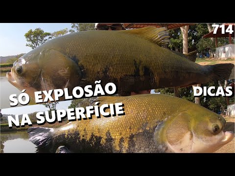 Só Explosão na superfície com os TAMBAS do Estância Resende (FISHINGTUR #714) + 3 DICAS