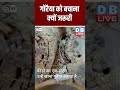 गोरैया को बचाना क्यों जरूरी #shorts #ytshorts #shortvideo #dblive #breakingnews #video