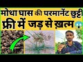 फ्री में करे मोथा घास जड़ से ख़तम 😱 | Motha Ghas Marne Ki Dawa|Motha Ghas Ki Dawa|Mera 71 Herbicide|