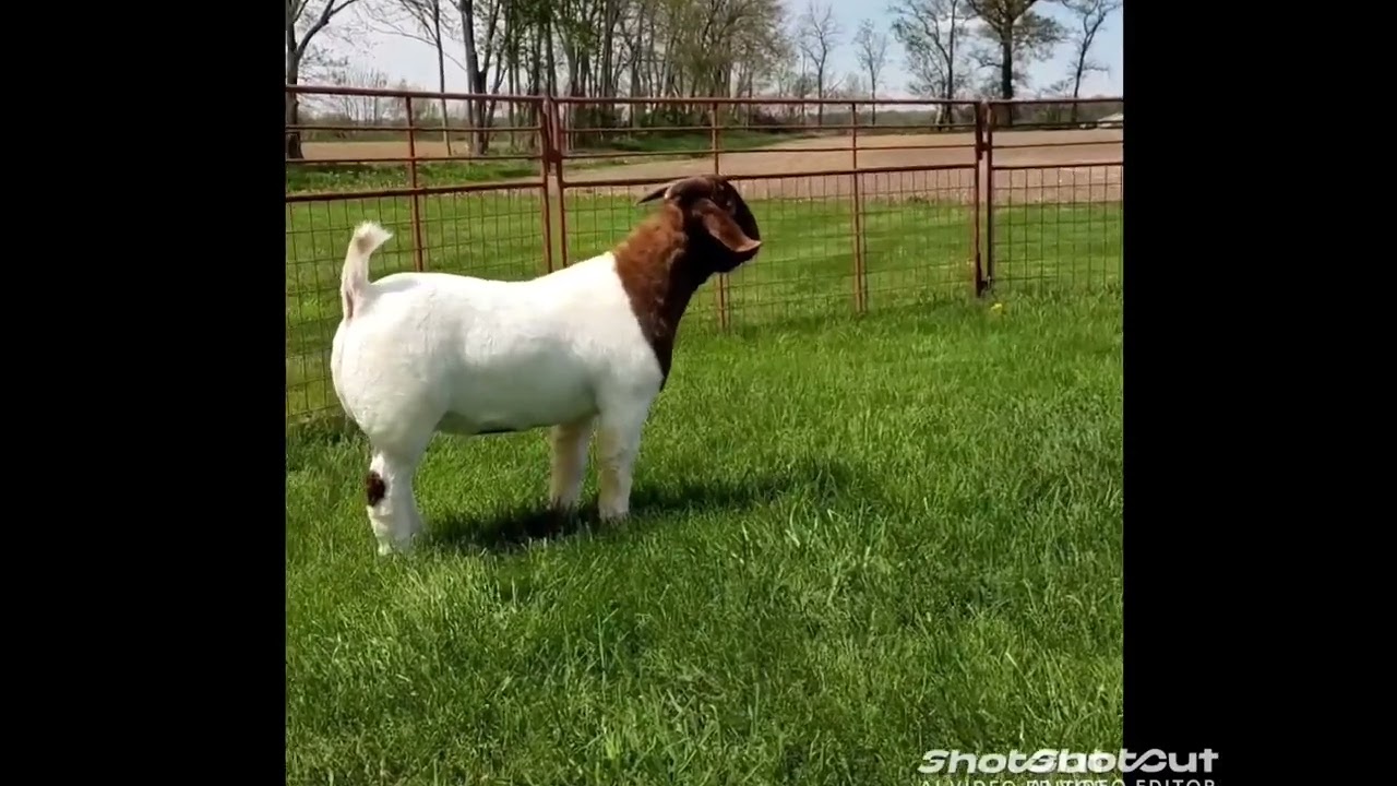 LOT 1 AABG 2DOX ROLEX