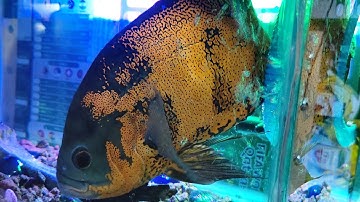 @ cá tai tượng châu phi size to khủng lô nha ae..