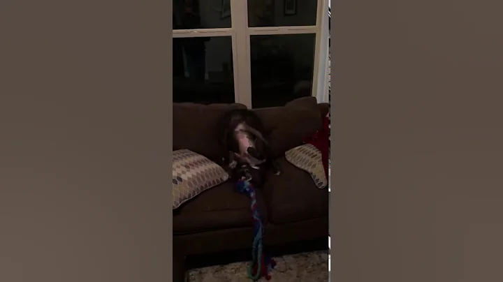 Sadie sitting on her head