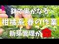 【実付き確率UP】鉢植え柑橘農家の春の作業と管理を教えます!