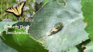 A few Native Plants and Caterpillars! #nativeplants #gardentour