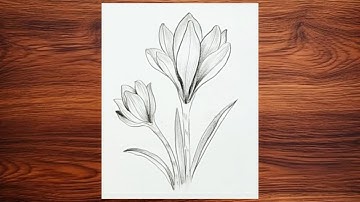 How to draw Crocus Flower | Easy Pencil Sketch of Flower | Flower drawing