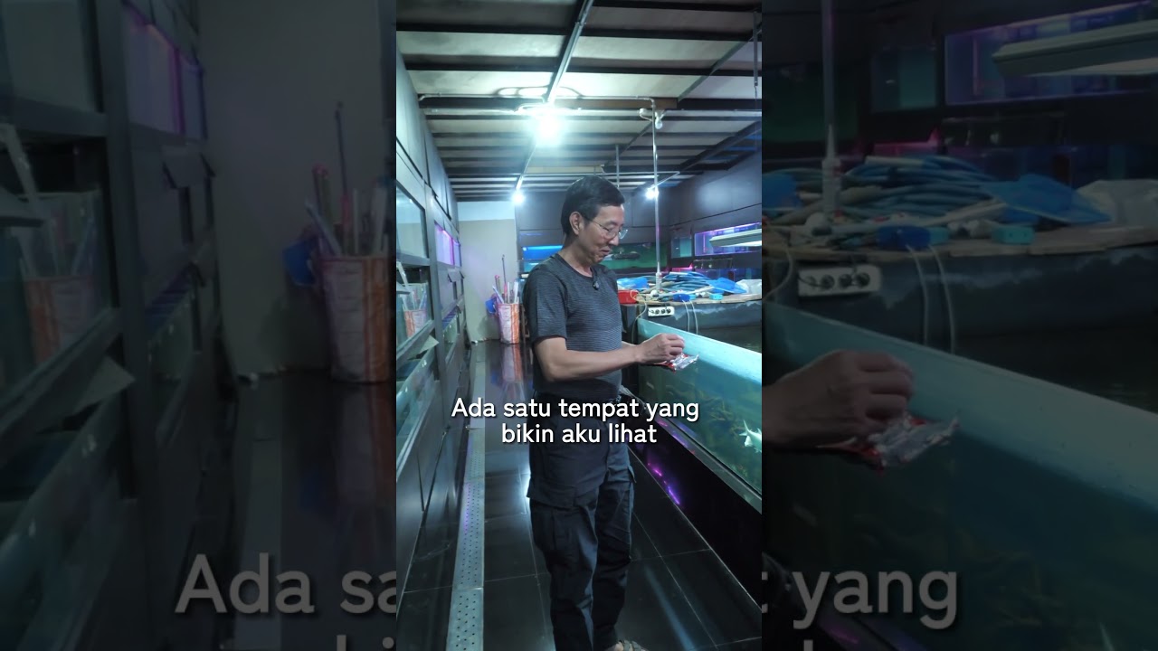#NGOBROLINIKAN KENAPA HARUS IKAN HIAS?