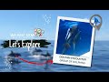 Dolphin Encounter - St. Maarten/St. Martin - Ocean Wildlife Experience - Caribbean Nature