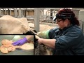BCF Technology Ultrasonography of the bovine reproductive tract video 7 - The non-pregnant cow