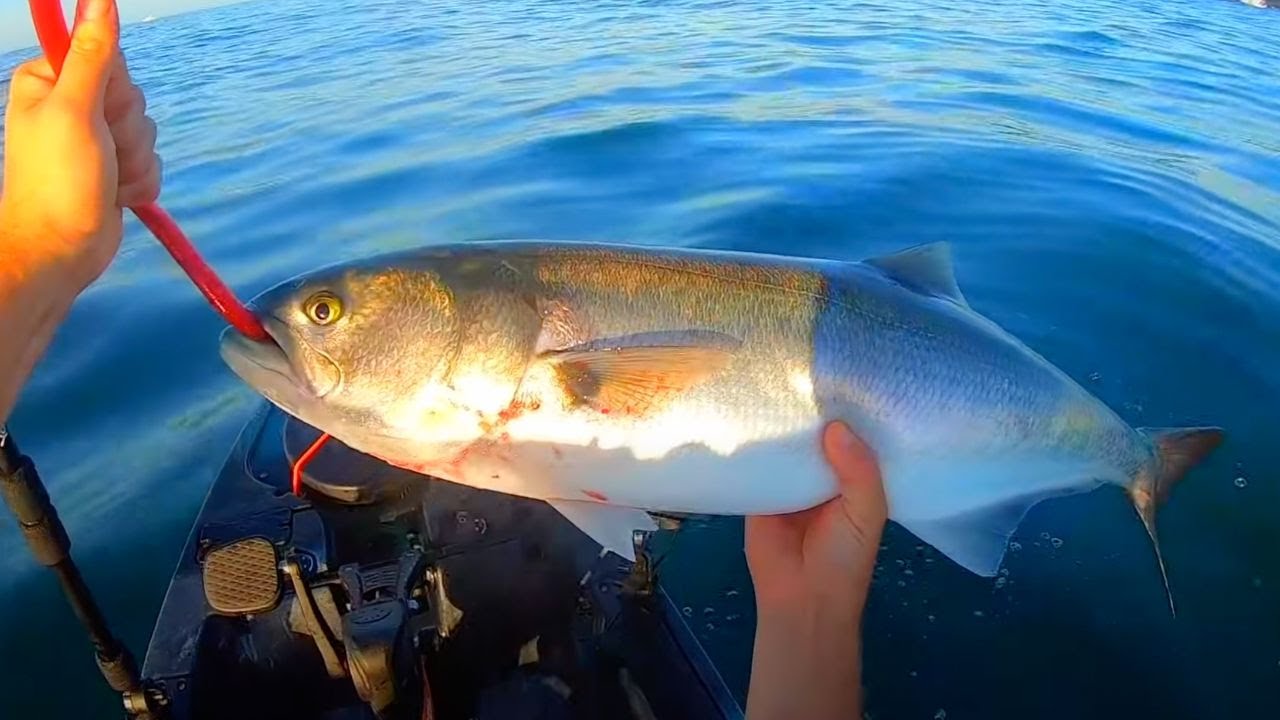 Trolling BIG Tubes For BIG Fish Kayak Fishing Rhode Island YouTube