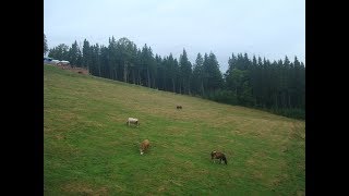 Карпаты. Курорт Буковель. Carpathians. Resort Bukovel.