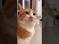 Cuteness Overload! Meet the Tiny Baby Pet 🐾 PetLove DailyVids