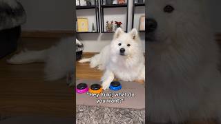 My DOG TALKS with BUTTONS! ✨ #cuteanimals #dog #samoyed #australianshepherd #puppy