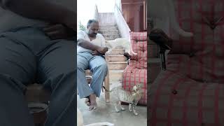 #song #anirudh #tamil #tamilmusic #tamilsong#cats funny moments #videos