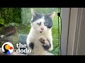 Stray cat paws at the window every day until lady adopts him  the dodo