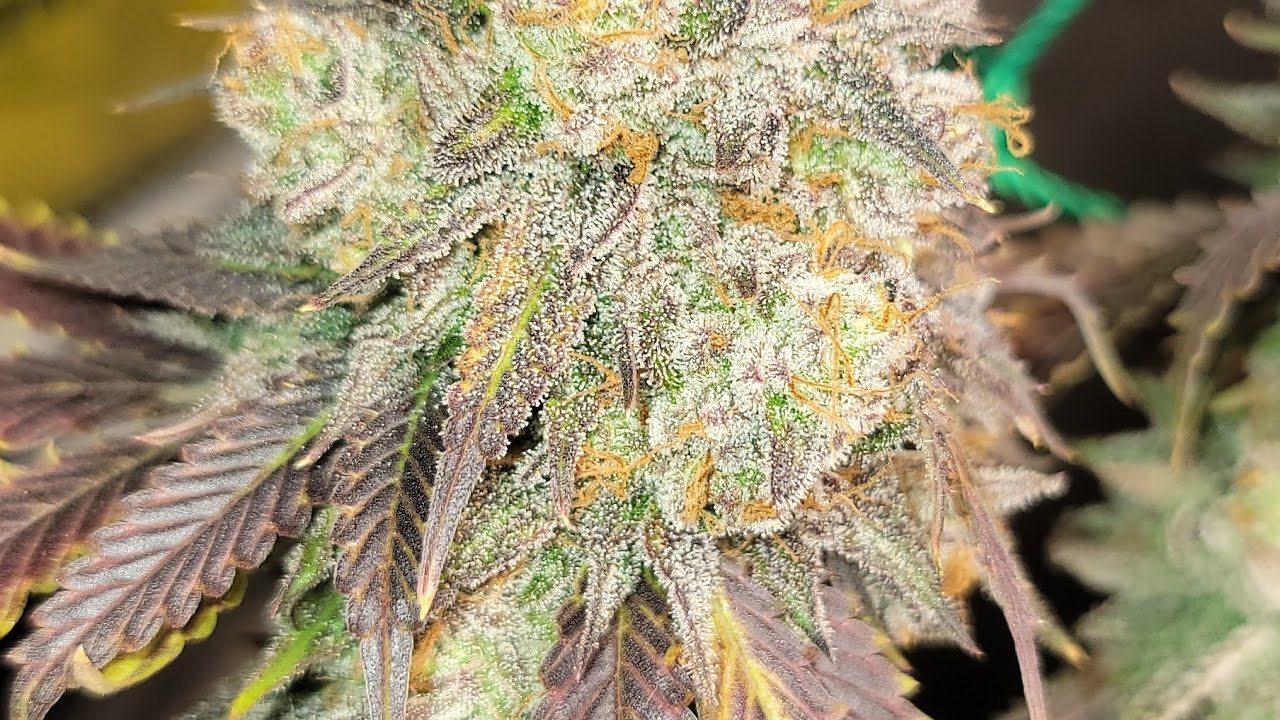 @SpiderFarmer 9 weeks complete 💪 