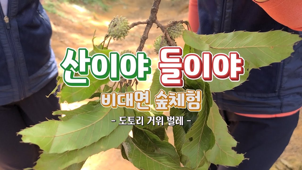 도토리 거위 벌레의 여행