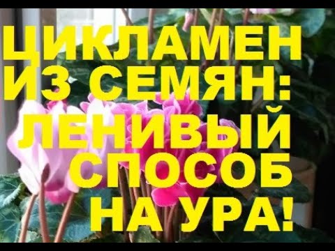 Бейне: Парсы цикламендері: өсіру және күту