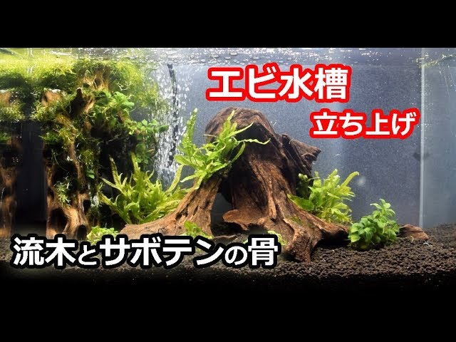 水換え不要 エビ水槽立ち上げ 流木レイアウトサボテンの骨 Youtube