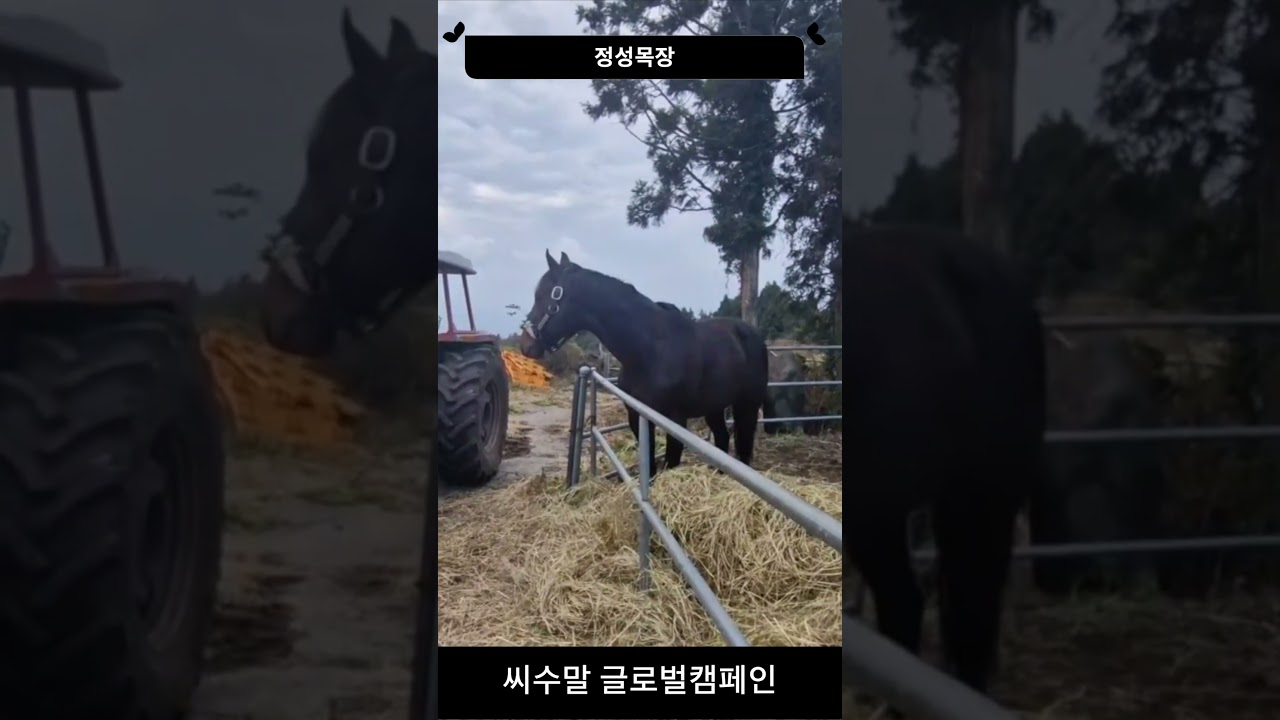 씨수말 글로벌캠페인