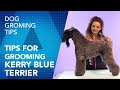Tips for grooming a Kerry Blue Terrier by Maite García