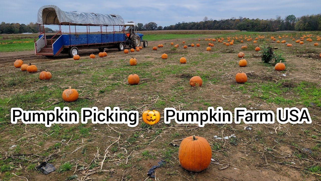 Pumpkin Picking At Pumpkin Farm🎃 Chesterfield Berry Farm, VA, USA FALL