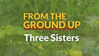 From the Ground Up: Three Sisters
