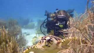 Bonaire Turtle