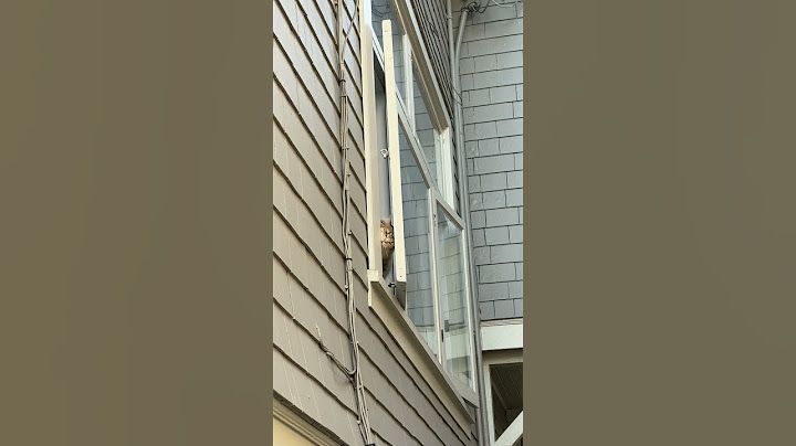 Cat Tries to Get to Their Owner Through the Window || ViralHog