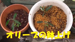 米櫃オリーブの鉢上げ