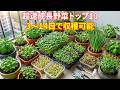 ぐんぐん育つ野菜トップ10! わずか3〜14日で収穫可能. 無農薬野菜の世界におけるスピード選手トップ10