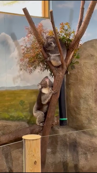 sound-on-what-noise-does-a-koala-make-noisy-koala-grunting-koala